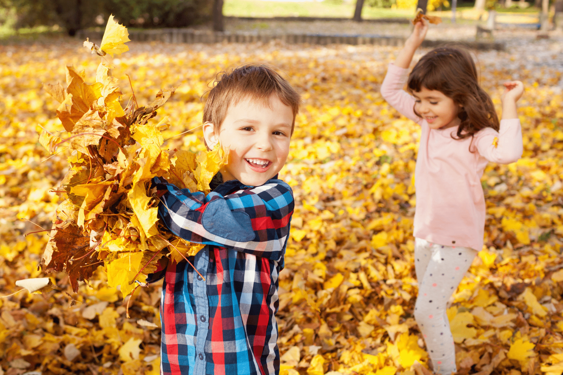 Young boy holding a large bunch of yellow autumn leaves with a young girl playing in the background